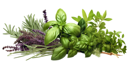 Fresh Organic Mediterranean Herbs and Spices. Isolated on white background