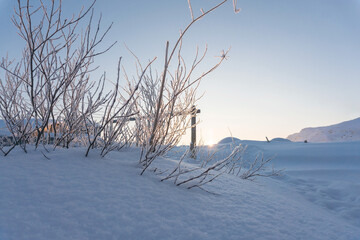 Fototapeta na wymiar winter dawn beyond the Arctic Circle, the orange sun on the horizon illuminates the frozen branches of plants with its bright light
