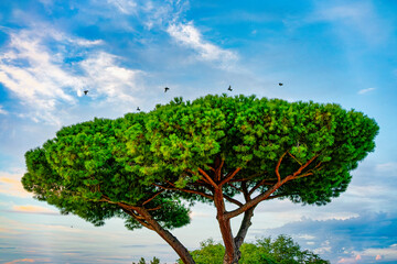 Flock of thrushes in flight over a maritime pine in Castagneto Carducci Livorno Tuscany Italy