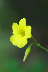 可憐なオオキバナカタバミ