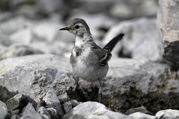 junge Bachstelze // young White wagtail  (Motacilla alba) 