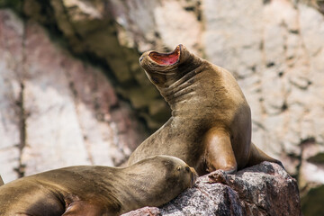 Fototapeta premium Seal roaring