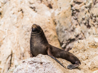 Naklejka premium Seal