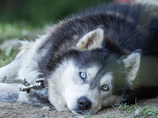 siberian husky dog