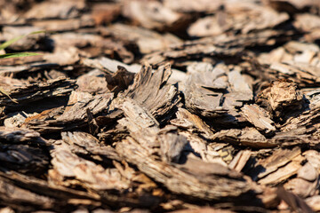 pieces of tree bark as a background.