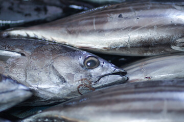 Fresh mackerel tuna sold at a traditional fish market. Fish caught by fishermen. Concept for whole healthy food, nutrition, omega-3, animal protein, seafood.