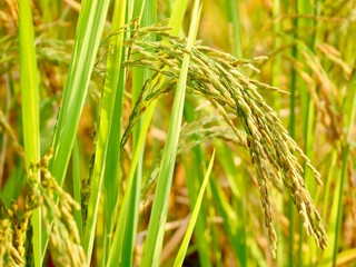 green wheat field, Ripe rice field, Beautiful golden rice field and ear of rice, Mature rice fields on farms, Rice in a paddy field,Blur Paddy rice field in the morning background