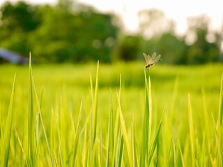 green wheat field, Ripe rice field, Beautiful golden rice field and ear of rice, Mature rice fields on farms, Rice in a paddy field,Blur Paddy rice field in the morning background, dragonfly