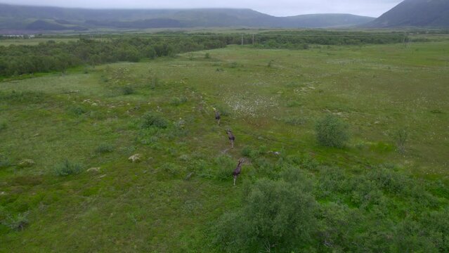 Flying over three Moose bull in a open landscape in Northern Scandinavia