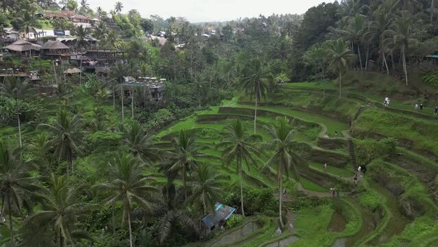 Agriculture tourism: Flyover Ceking Rice Terrace valley in lush Bali