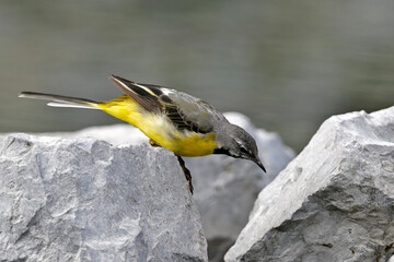 Grey wagtail // Gebirgsstelze (Motacilla cinerea)