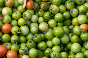 Green tomato natural background