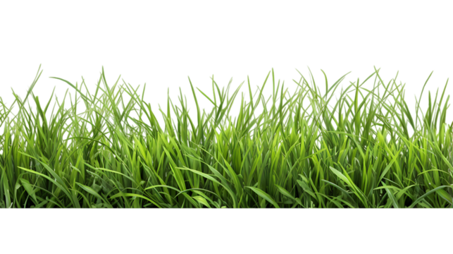 Grass Field Isolated on White Background