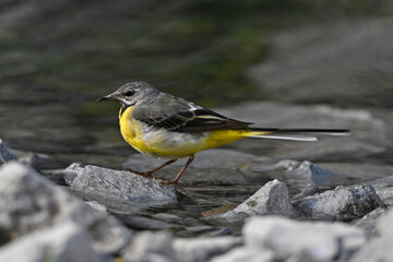 Gebirgsstelze // Grey wagtail (Motacilla cinerea)