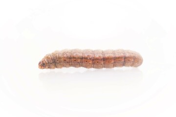 白バックに這うネキリムシの側面、害虫カブラヤガの幼虫