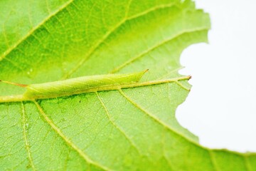 白背景にサクラの葉の裏にとまる緑の頭の尖ったモモスズメというスズメ蛾の幼虫