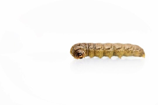 白背景に頭部を曲げてこちらに向けるネキリムシ、カブラヤガの幼虫