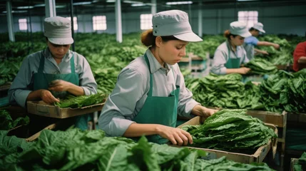 Zelfklevend Fotobehang People at Cigar Factory. Sorting, quality control and drying of green tobacco leaves. © PaulShlykov