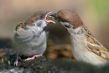 Close portrait shot of Eurasian tree sparrow (passer montanus) feeding his hungry chick mouth to mouth with tasty food 