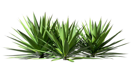 Isolated greenery shrubs plants garden on transparent backgrounds 3d render png