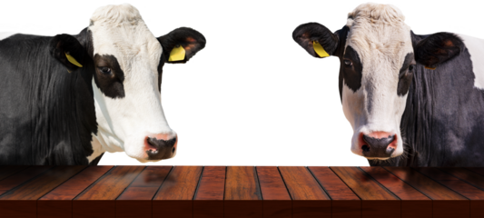 Close-up of an empty wooden table and two white and black dairy cows (heifers) looking at the camera, isolated on white or transparent background, photography. Png.