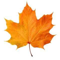 Obraz premium Beautiful Autumn maple leaf