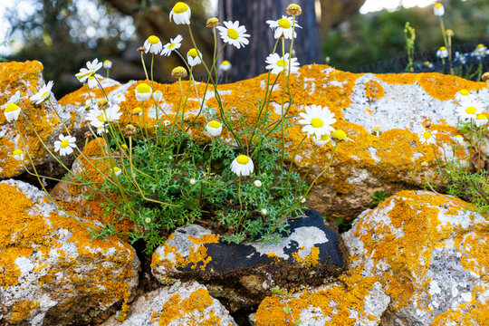 Trockenmauer auf Korfu