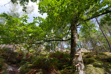 Fototapety na wymiar - Fototapeta24.pl