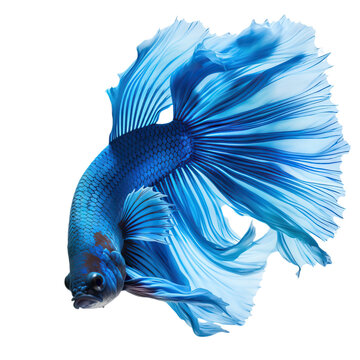 blue betta fish isolated on white background cutout
