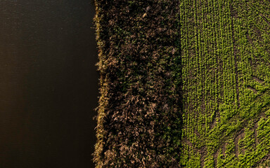Vegetation along a river. Aerial view
