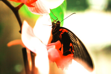 Close up of butterfly with black and red wings near the flower, macro shot