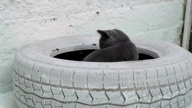 Grey Blue Russian cat plays mischievously inside a white-painted decorative tire, then jumps out. Set against a white wall backdrop