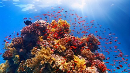 Beautiful tropical coral reef with shoal or red coral fish and sunlight. Beams shinning underwater on the tropical coral reef.