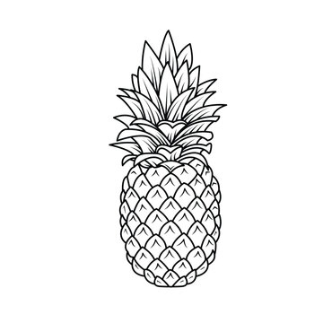 pineapple illustration