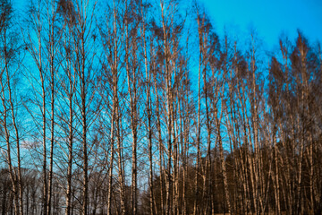 birch grove in early spring, blue sky background