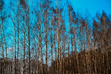 Papier Peint photo autocollant Bouleau birch grove in early spring, blue sky background