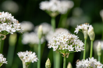 Garlic chives (allium tuberosum) flowers in bloom