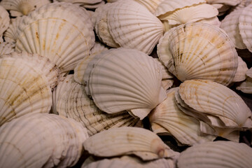 Close-up of scallop shell background 