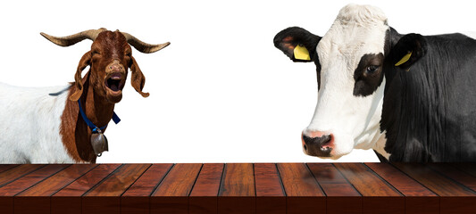 Close-up of an empty wooden table with a dairy cow and a horned mountain goat, looking at the...