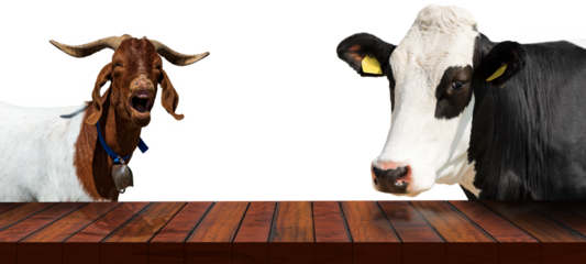 Close-up of an empty wooden table with a dairy cow and a horned mountain goat, looking at the camera, isolated on white or transparent background, photography. Template for dairy products. Png.