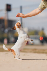 Happy Jack Russell Terrier's little dog on a run in the park