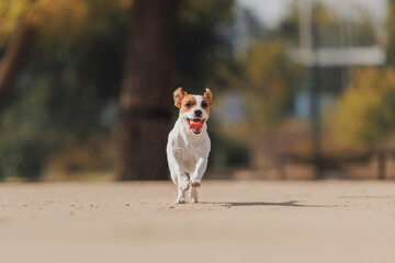 Happy Jack Russell Terrier's little dog on a run in the park