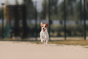 Happy Jack Russell Terrier's little dog on a run in the park