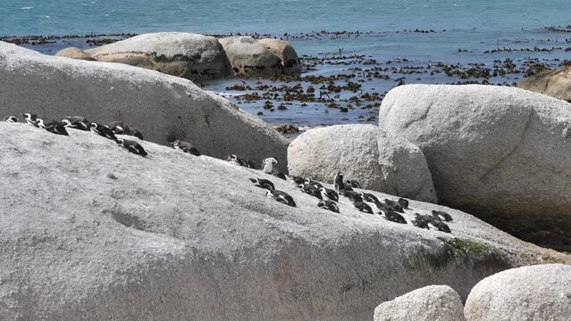 Colony of African Penguins bask in sun on large granite boulder, gentle waves among kelp forest in background