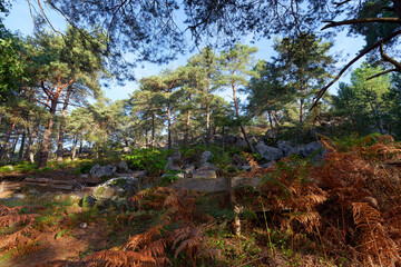 Restoration of the eroded sections in the Franchard gorges. Fontainebleau forest