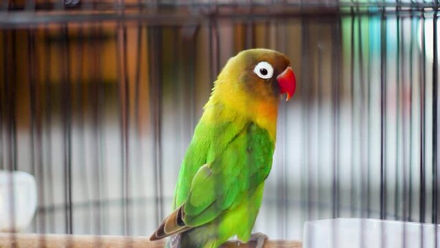 Nyasa Lovebird or Lilian's Lovebird, Agapornis lilianae, green exotic bird sitting on a branch in a cage, Cirebon, Indonesia. Beautiful parrot in a cage. view from behind
