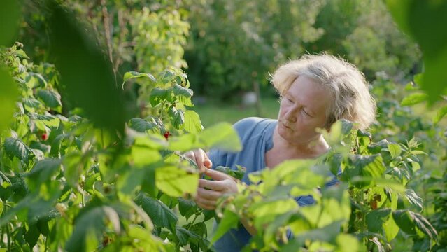 Elderly woman eats raspberries from plants in her sunny green garden