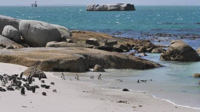 Small African Penguins waddle into shallow water at white beach to swim in ocean
