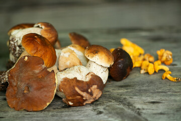 Porcini mushrooms and chanterelles on wooden background with copy space © DoraZett
