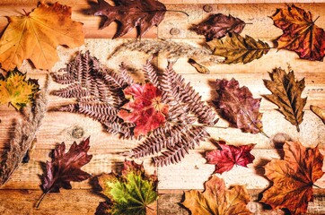 Autumn plant and board background. Natural colorful background with fall leaves on a wooden background. - 657496940